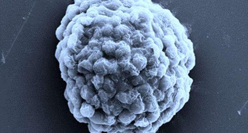 科学家利用微生物来产生氢气，为未来氢能源铺路