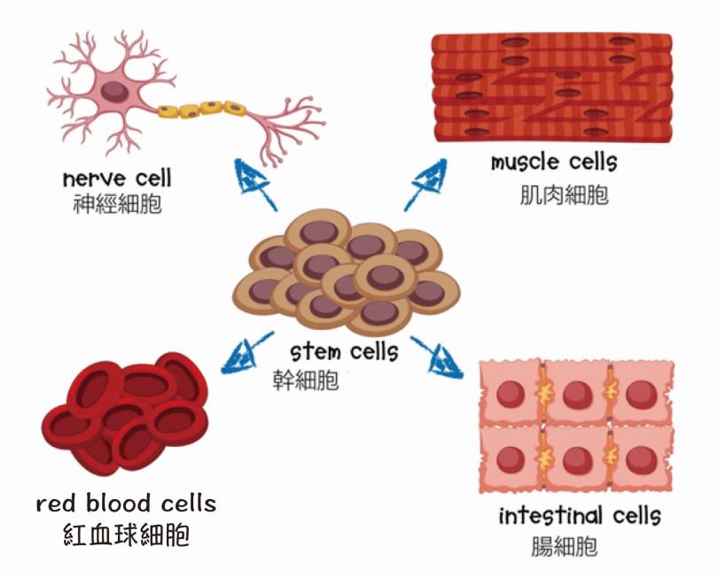 ▲干细胞可以分化为多种不同功能的细胞。