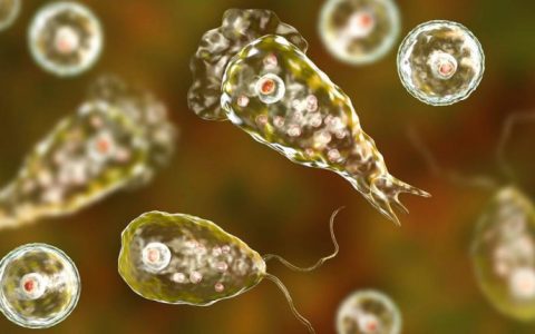 会吃人脑的「阿米巴变形虫」因气候变迁而移动感染范围