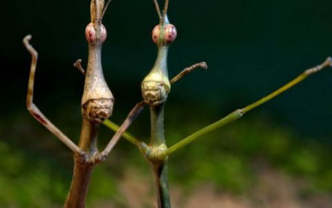 地球上最像外星人的6种昆虫——寻找身边的“外星人”