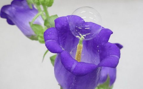 能吹泡泡的无人机未来可以帮助昆虫人工授粉