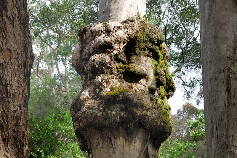 植物或微生物会得癌症吗？
