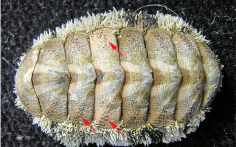 石鳖：浑身长满眼睛的软体动物