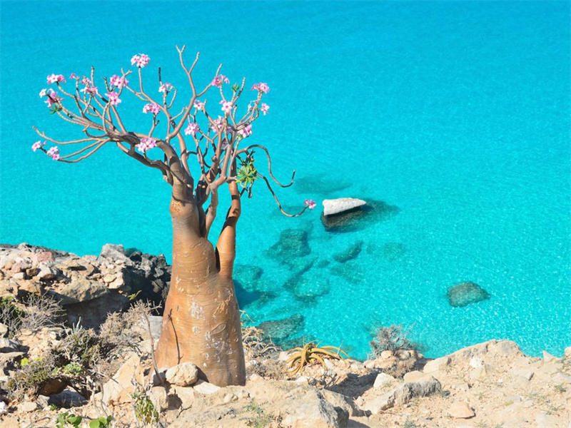 海边开花的沙漠玫瑰