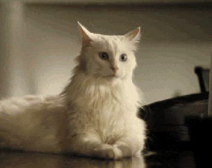 猫咪的耳朵非常灵活，可以随意动耳朵