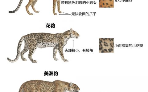 如何快速分清花豹、猎豹和美洲豹的区别