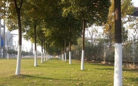 路边大树的树干下方的白色涂层到底是什么？