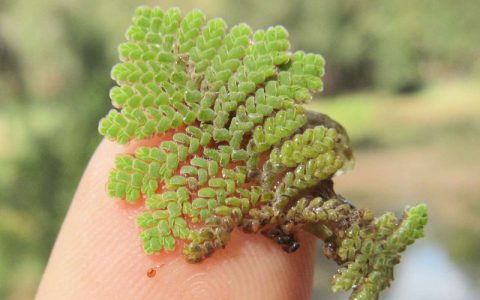 满江红事件：4900万年植物差点毁灭地球