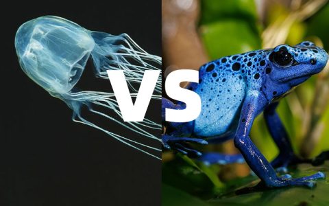 世界上最毒的两种动物：箱水母和毒箭蛙谁的毒性更大？
