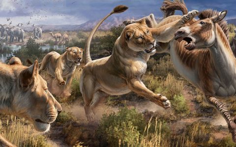 洞狮：曾经体型第二大的狮子，12000年前灭绝