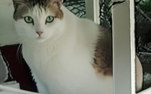 世界上寿命最长的猫咪，活了38岁零3天