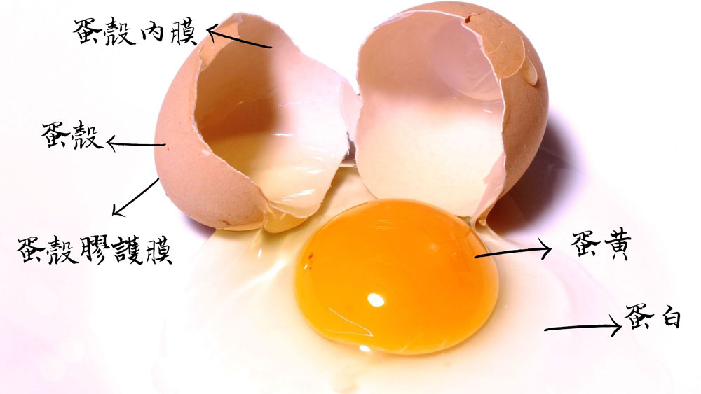 鸡蛋是不是一个巨大的细胞？并不是，蛋黄才是