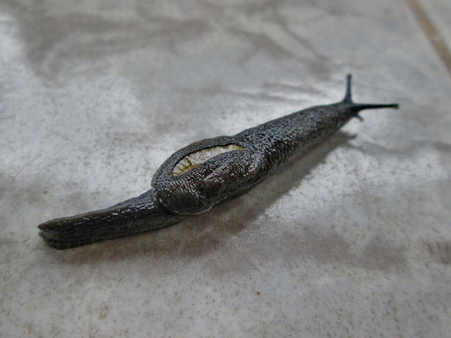 鼻涕虫 (蛞蝓) 是不是某种蜗牛进化的？